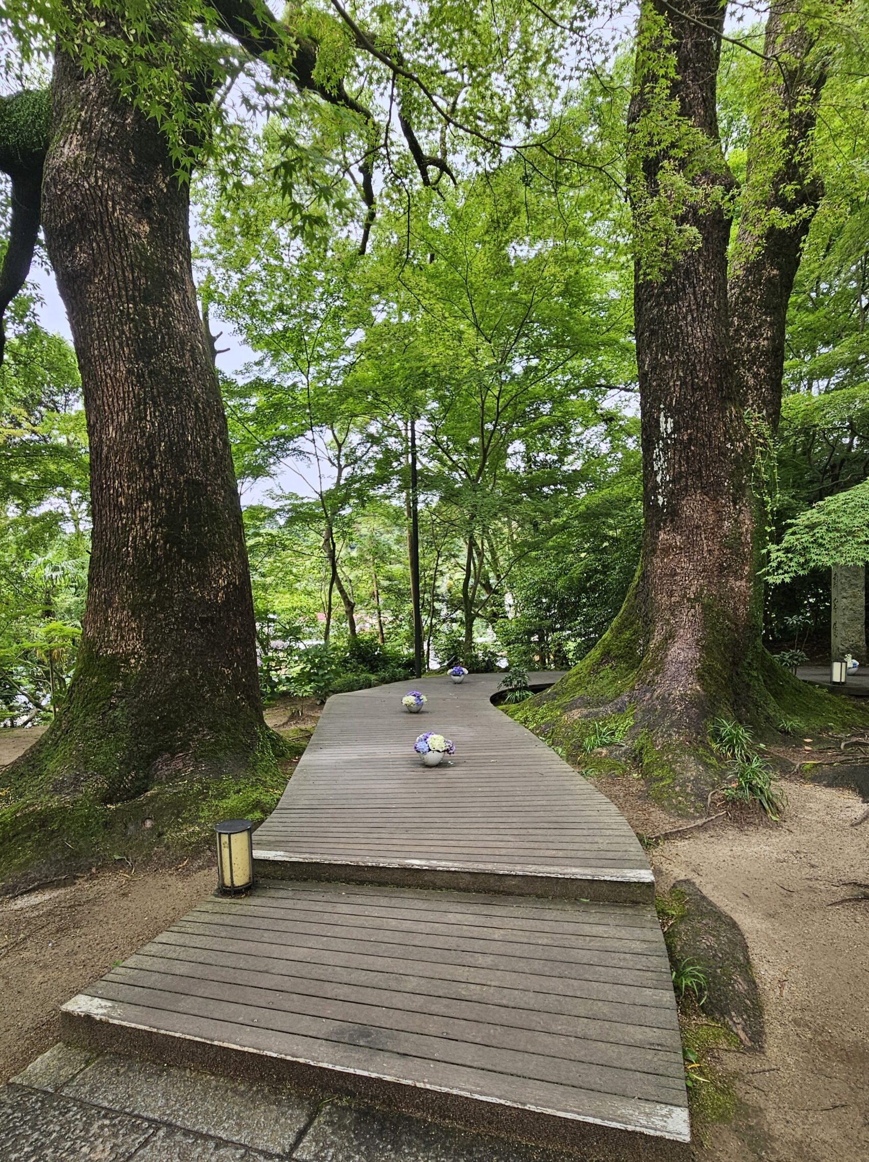 Colorful hydrangeas along the approach to Kamado Shrine in June, Dazaifu, Japan