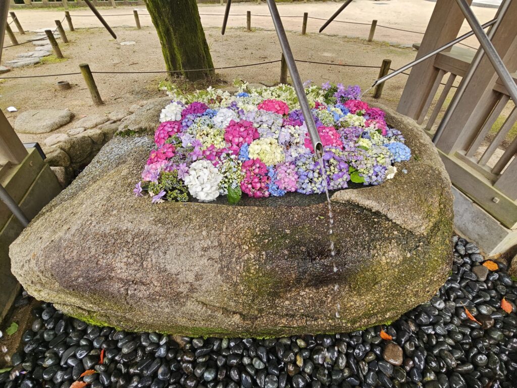 Floating hydrangeas at Kamado Shrine’s water basin in June, Dazaifu, Japan