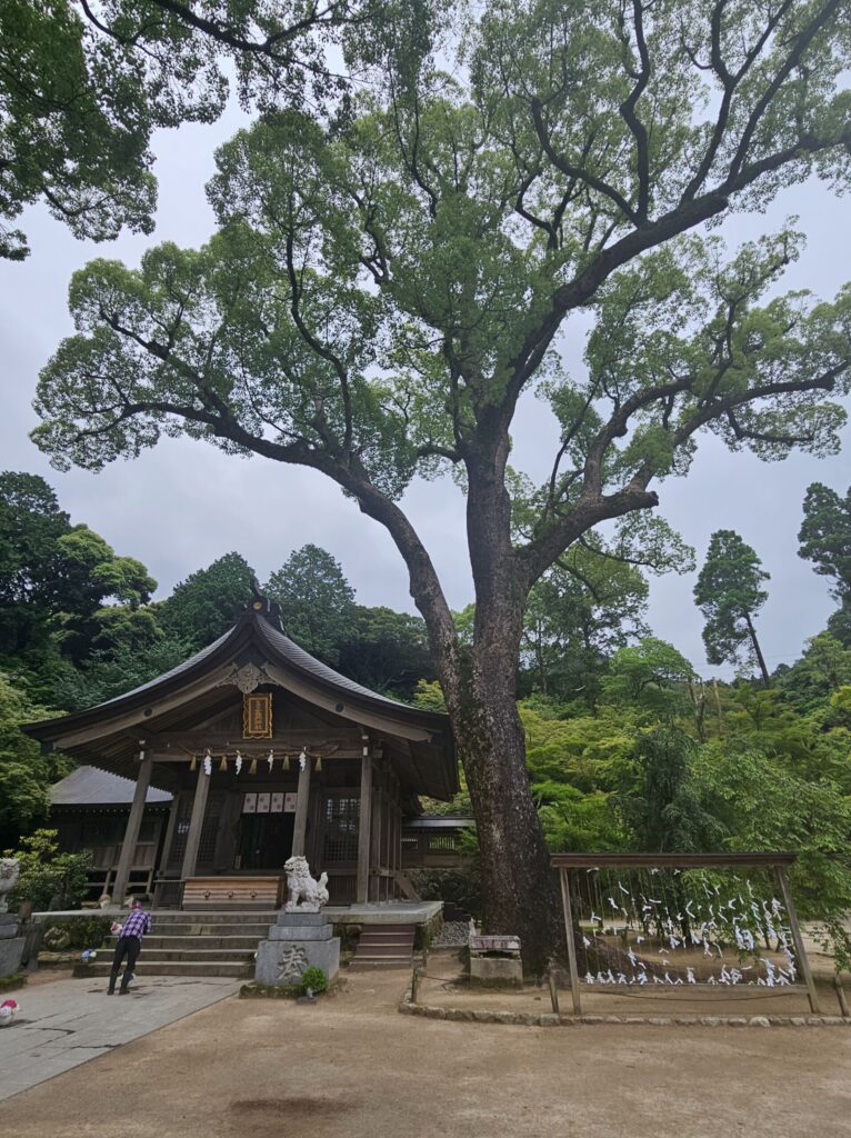 Kamado Shrine’s main hall and sacred tree, standing quietly amidst the green hills of Dazaifu.