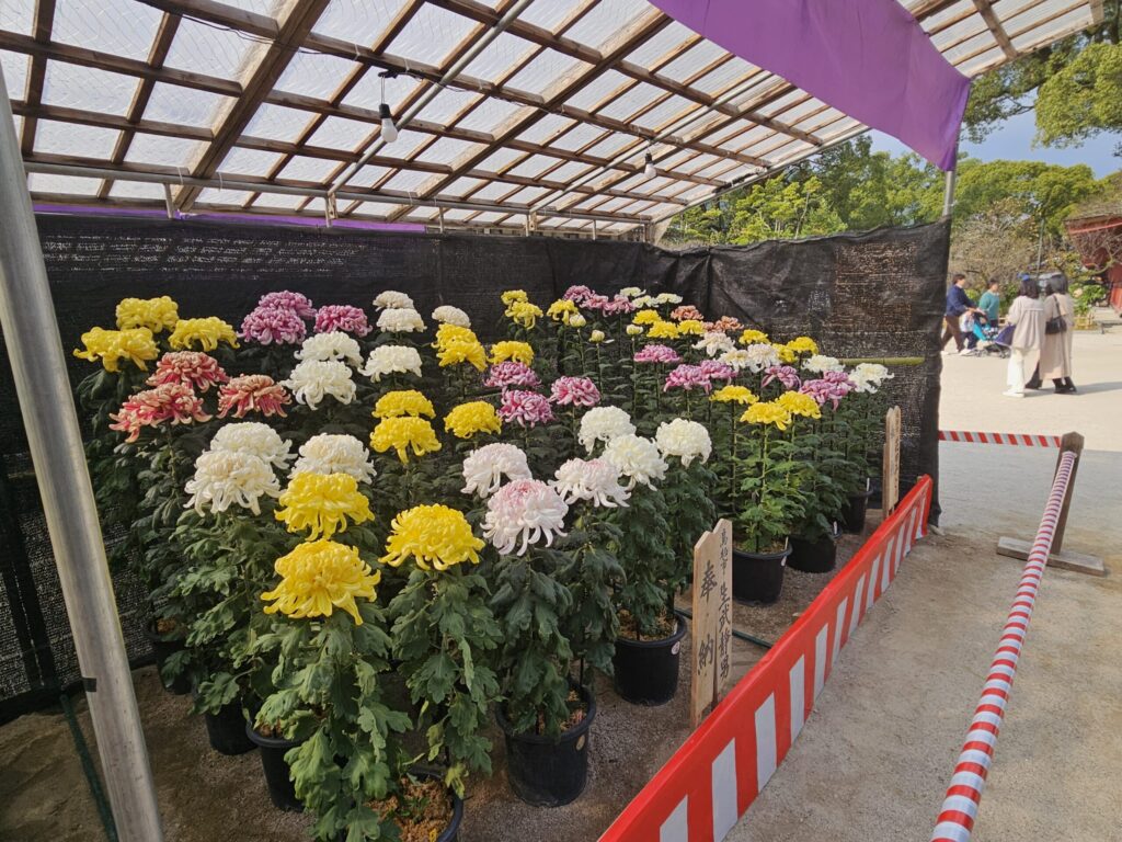 Colorful chrysanthemums on display at the Dazaifu Tenmangu Chrysanthemum Festival in November.