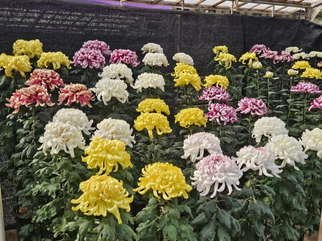 Rows of beautifully arranged chrysanthemums at the Dazaifu Tenmangu Chrysanthemum Exhibition.