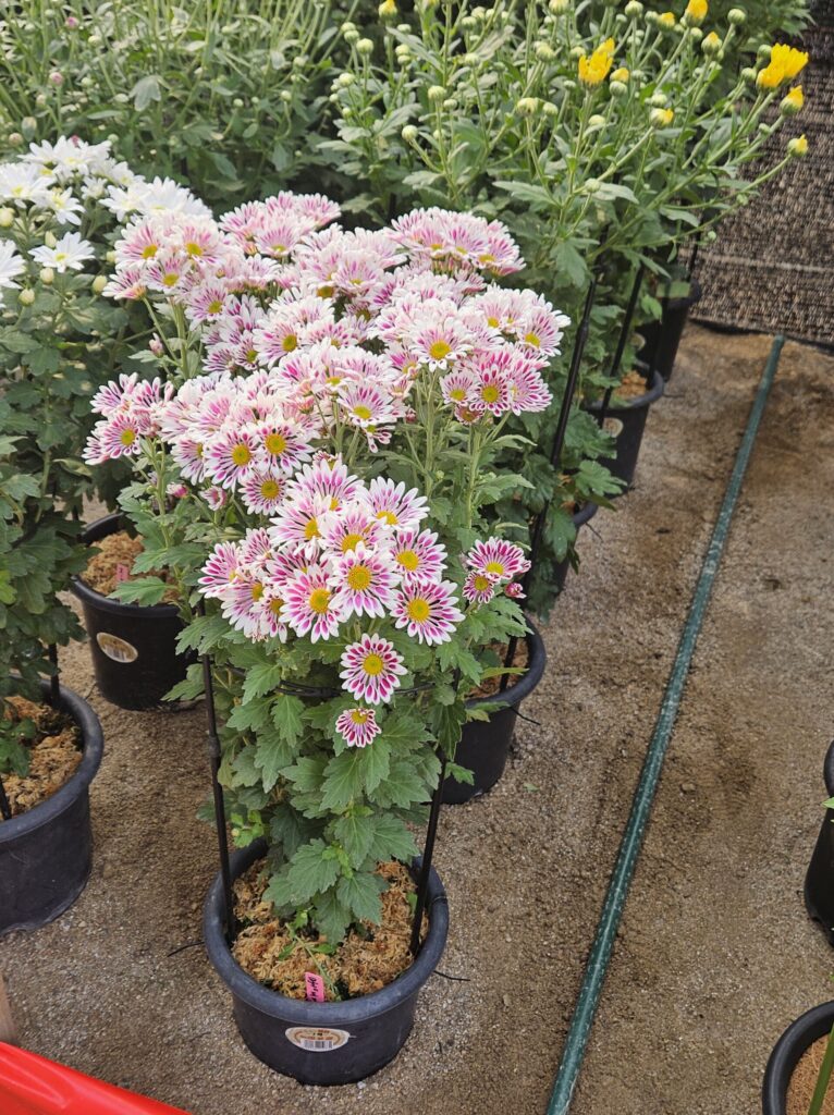 Rare white and pink chrysanthemums displayed at the Dazaifu Tenmangu Chrysanthemum Festival.