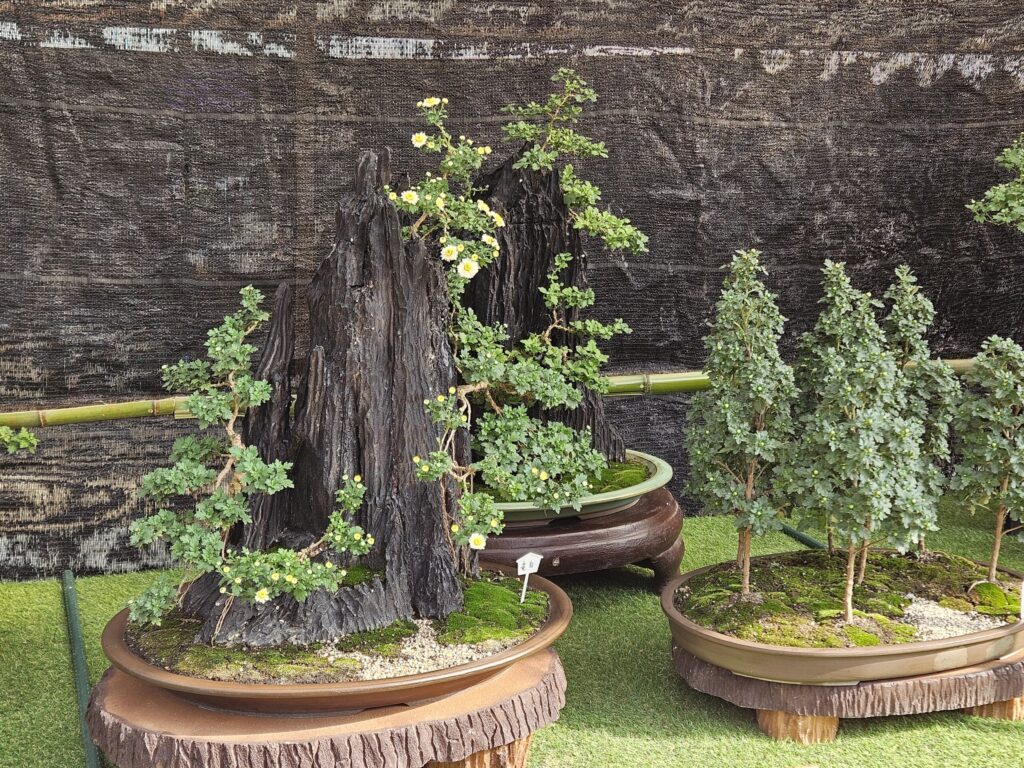 A beautiful display combining chrysanthemums and bonsai at the Dazaifu Tenmangu Chrysanthemum Exhibition.