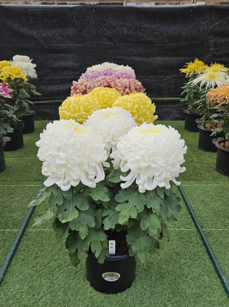Three large chrysanthemum blooms showcased at the Dazaifu Tenmangu Chrysanthemum Festival.