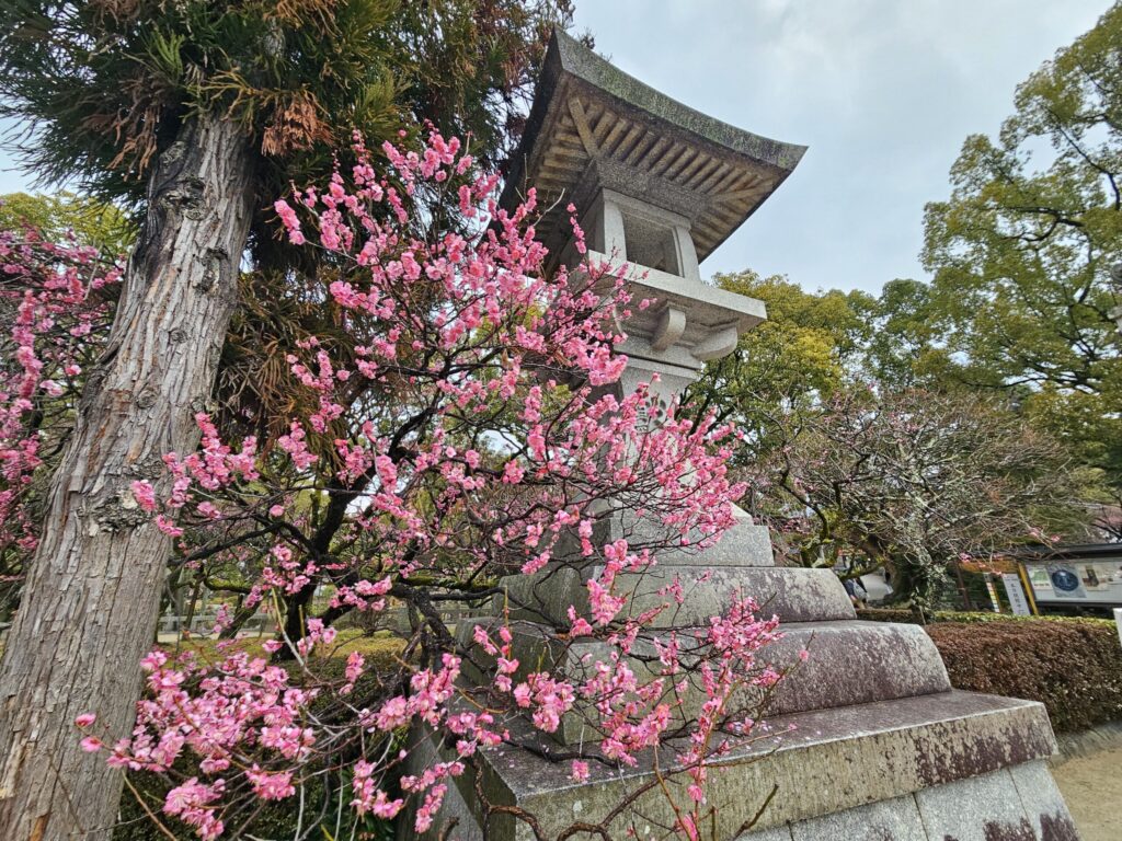 An early-blooming red plum near the entrance of Dazaifu Tenmangu Shrine, almost in full bloom on February 11, 2026.