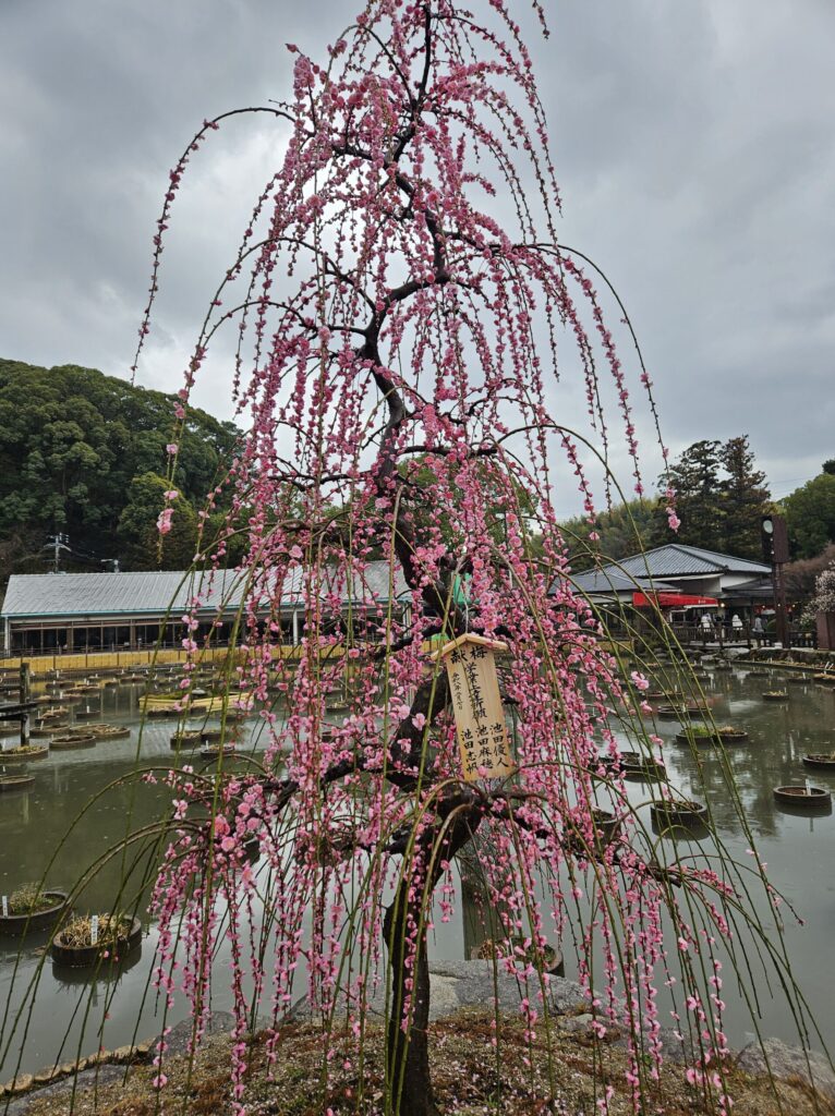 A fully bloomed weeping plum near Shobu Pond — the most beautiful plum blossom at Dazaifu on February 11, 2026.