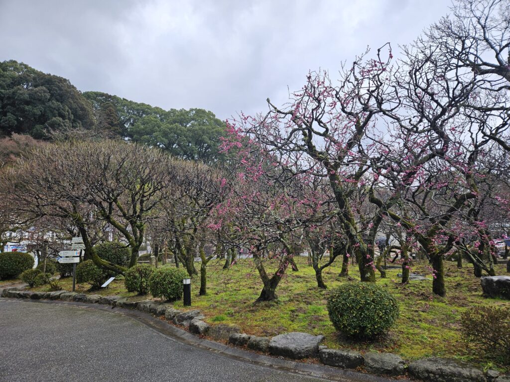 East Garden near Shobu Pond, where most plum trees were still not blooming in mid-February 2026.