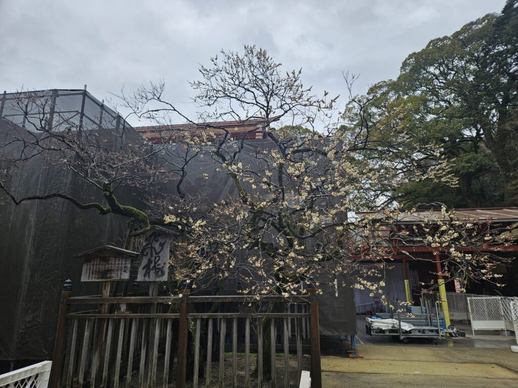 Tobiume, Dazaifu’s most famous plum tree, was only about 40% in bloom on February 11, 2026.
