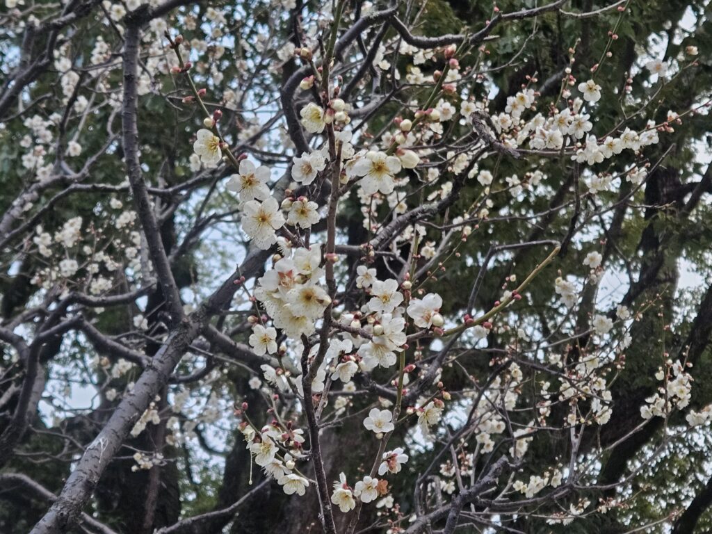 Close-up of white plum blossoms near the sacred camphor tree at Dazaifu Tenmangu on February 20, 2026, delicate petals in mid-bloom.
