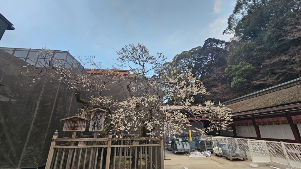Sacred Tobiume plum tree at Dazaifu Tenmangu on February 20, 2026, around 70% in bloom with soft pink blossoms opening across the branches.