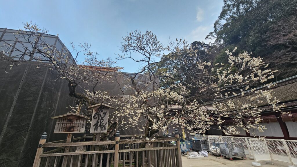Sacred Tobiume plum tree at Dazaifu Tenmangu on February 20, 2026, around 70% in bloom with soft pink blossoms opening across the branches.