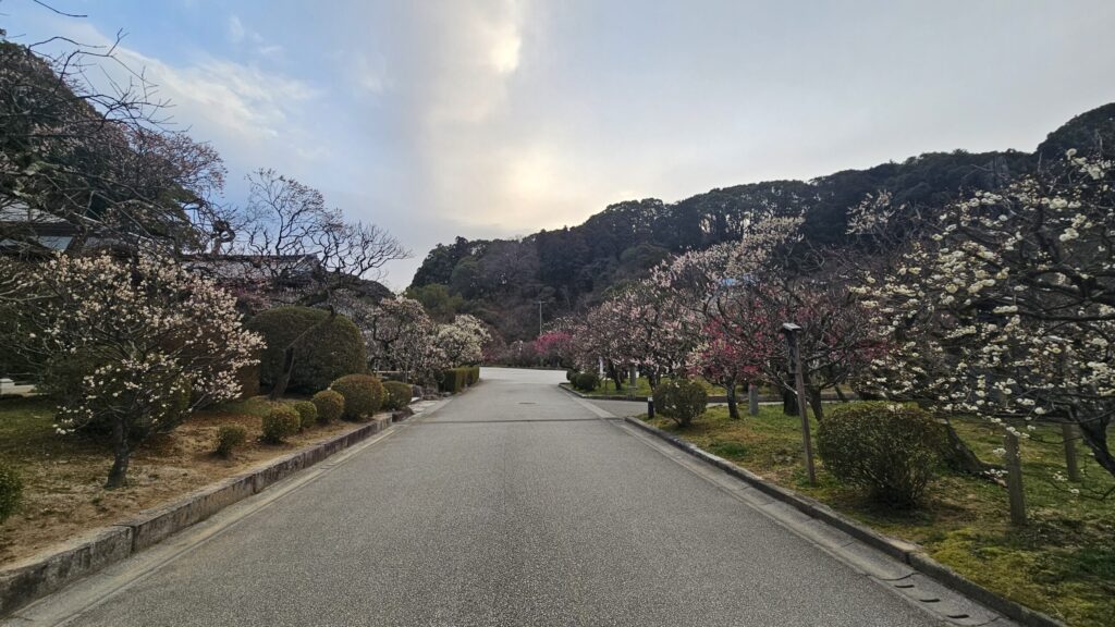 Plum trees in Higashi Shinen Garden at Dazaifu Tenmangu, about 70% in bloom on February 20, 2026.