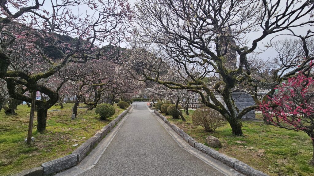 Plum blossom tunnel at Dazaifu Tenmangu on February 20, 2026, branches arching overhead with flowers about 40% in bloom.