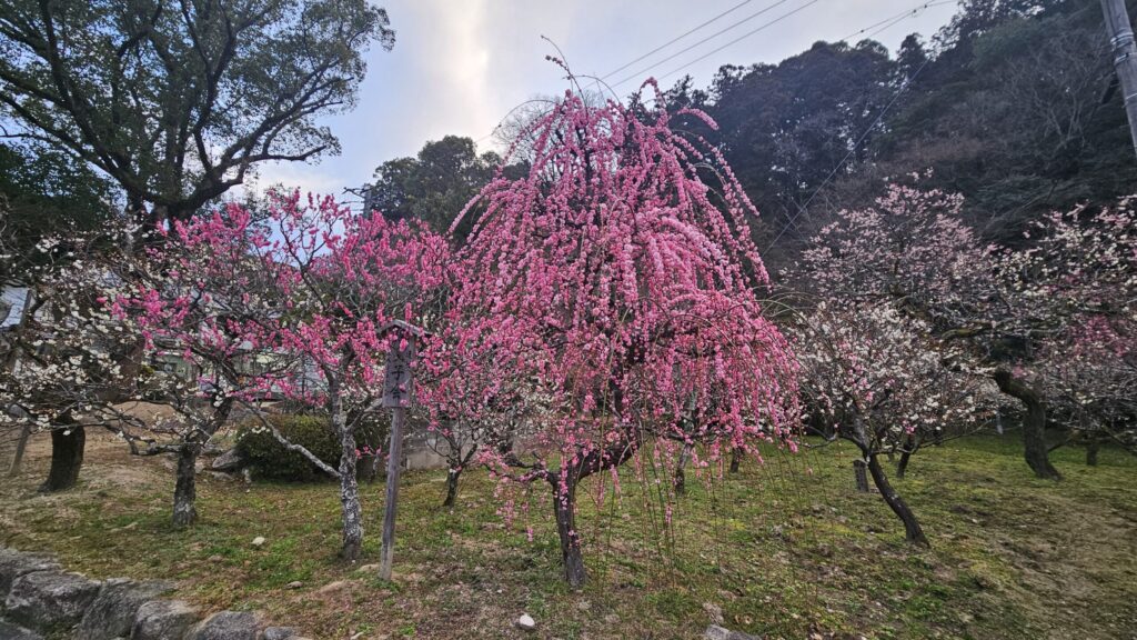 Vivid pink weeping plum tree in full beauty at Dazaifu Tenmangu on February 20, 2026, cascading blossoms glowing in sunlight.