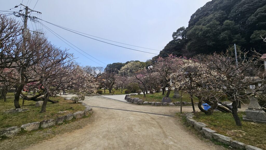 Plum blossoms in Kita Shinen Garden at Dazaifu Tenmangu, around 60% in bloom on February 20, 2026.