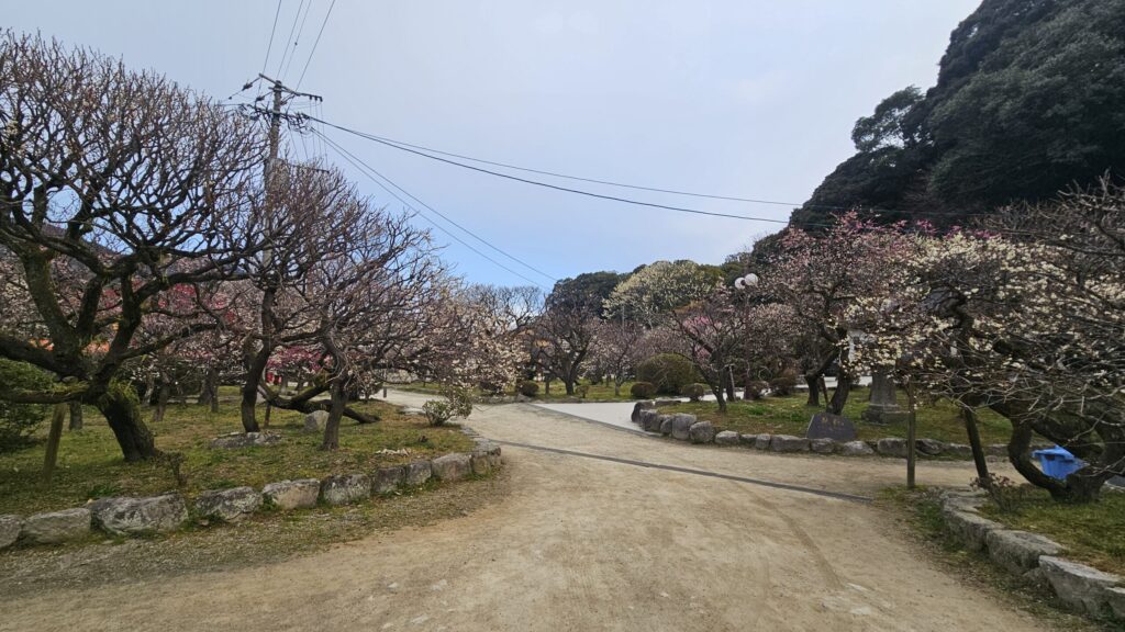 Plum blossoms in Kita Shinen Garden at Dazaifu Tenmangu, around 60% in bloom on February 20, 2026.