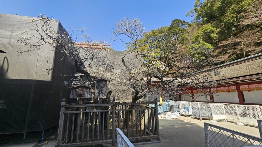 Tobiume plum tree at Dazaifu Tenmangu on February 23, 2026, partially shaded by the main hall during peak bloom season.