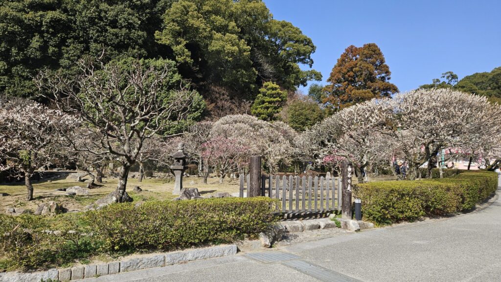 Plum blossoms at the Kyokusui Garden in Dazaifu Tenmangu on February 23, 2026, with several white flowers opening near the stream.
