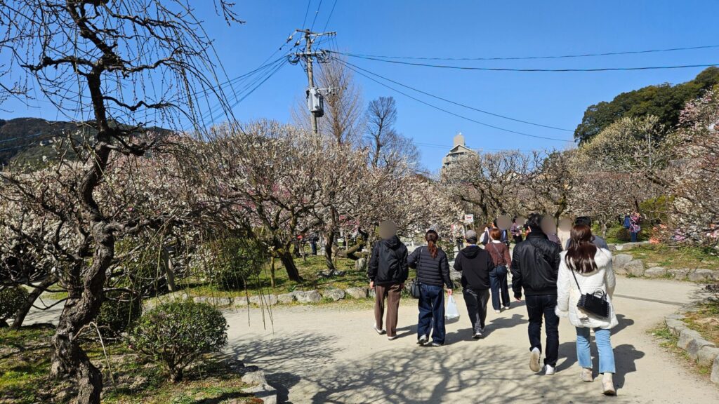 Kita Shinen Garden at Dazaifu Tenmangu on February 23, 2026, showing early plum blossoms fading while late varieties remain in bud.