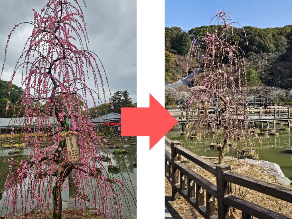 Comparison of early-blooming weeping plum at Dazaifu Tenmangu on February 11 and February 23, 2026, showing petals falling by peak season.