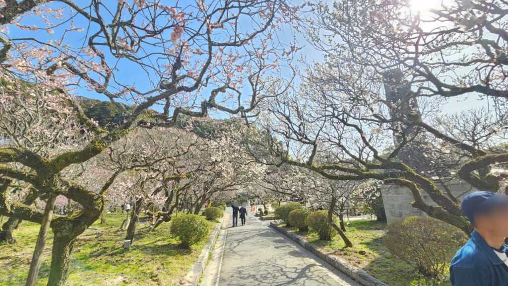 White plum blossom tunnel in Higashi Shinen Garden at Dazaifu Tenmangu, February 23, 2026, with flowers spreading overhead and along both sides.