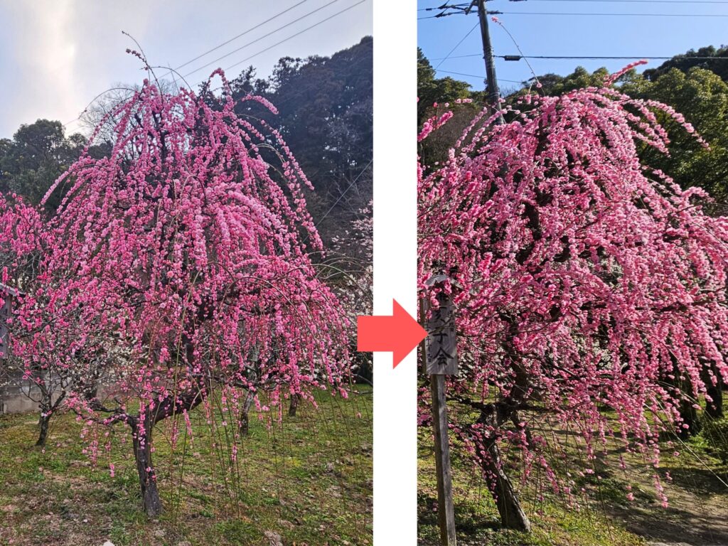 Comparison of weeping plum blossoms at Dazaifu Tenmangu on February 20 and 23, 2026, both displaying vivid red flowers near peak bloom.